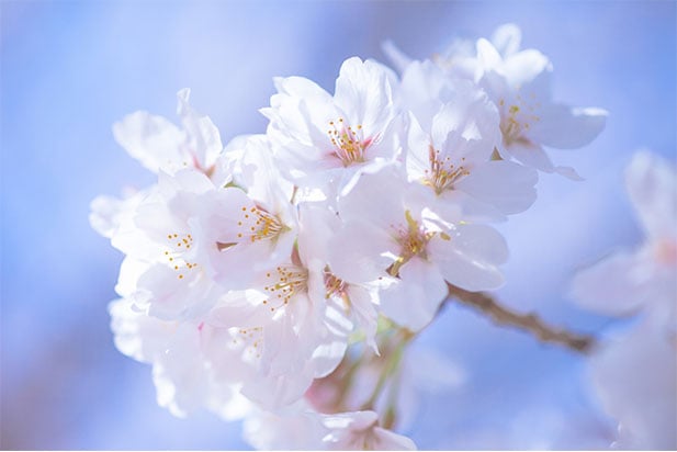 桜の写真